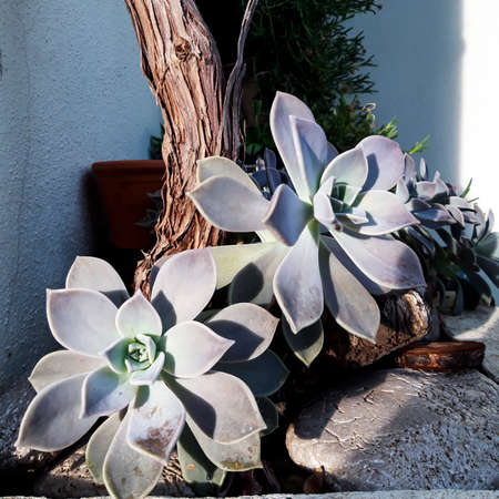 Ghost Plant Macro Close Upの写真素材