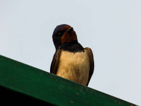 Beautiful Blue Swallow Bird Closeupの写真素材