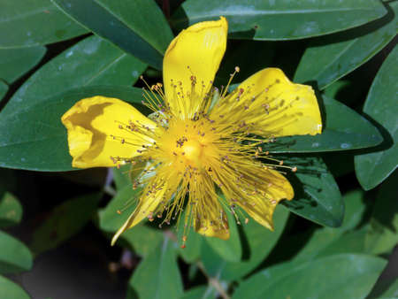 hypericum calycinum flower close upの写真素材