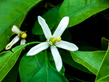 Mandarin Tangarine Orange Flower Closeupの写真素材
