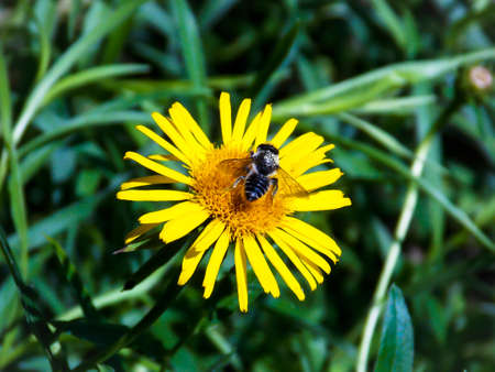 Bee on Slender-leaved elecampaneの写真素材