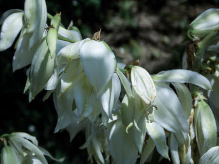 Adam's-needle flower close upの写真素材