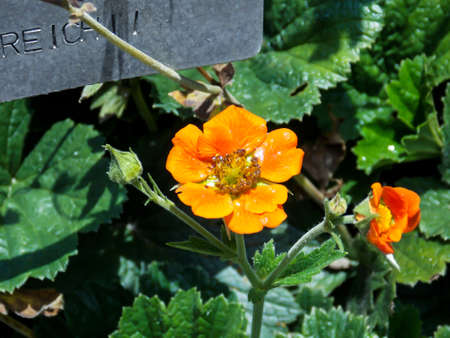 Geum heldreichii flower close upの写真素材