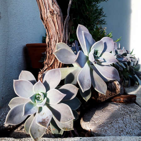 Ghost Plant Macro Close Upの写真素材