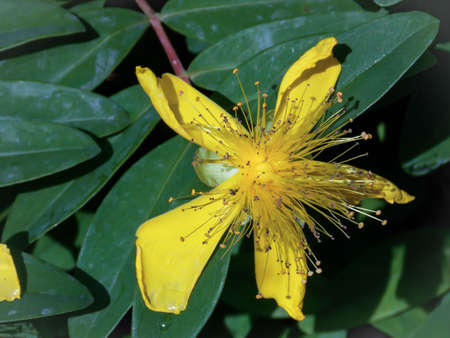 hypericum calycinum flower close upの写真素材