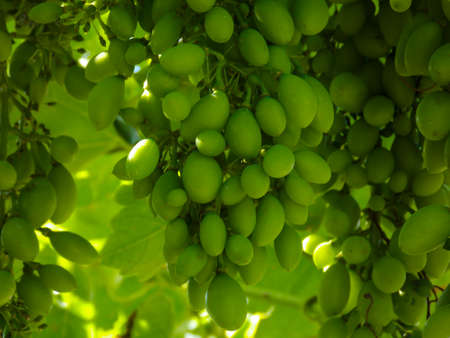 Unripe Victoria Grapes Closeup Macroの写真素材