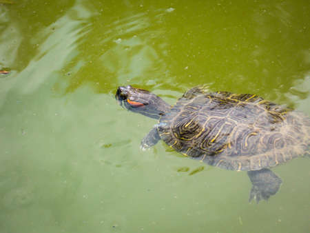 Big Bend slider turtle close upの写真素材