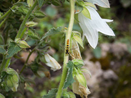 Cornish bellflower close up macroの写真素材