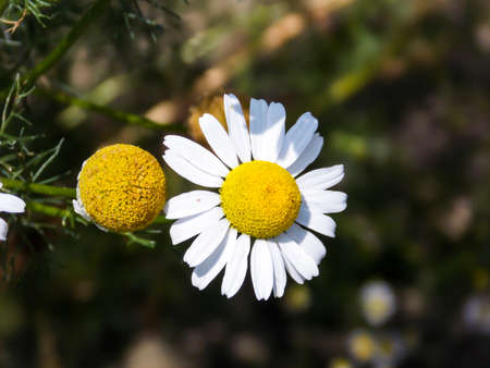 German chamomile flower close upの写真素材