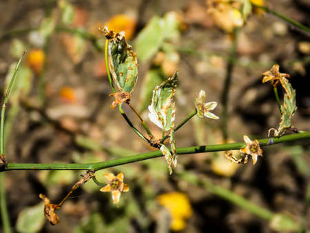 rosaceae aruncus macro close upの写真素材