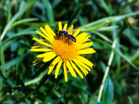 Bee on Slender-leaved elecampaneの写真素材