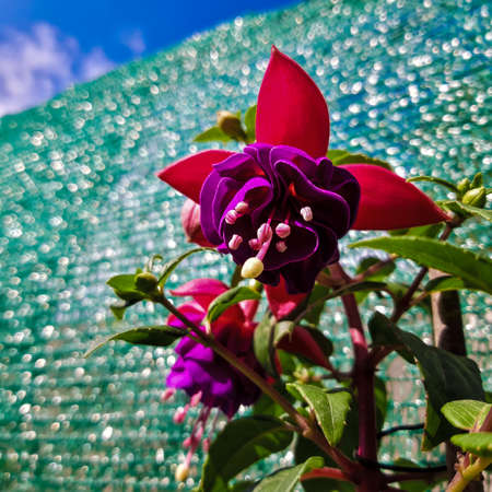 fuchsia magellanica Close-up beautiful freshの写真素材