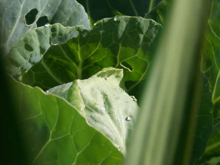 Fresh Healthy Green Cabbage Close-upの写真素材