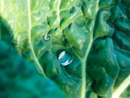 Background Sweet Green Kale Close-upの写真素材