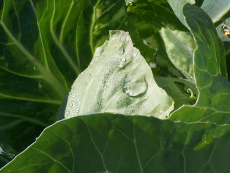 Fresh Healthy Green Cabbage Close-upの写真素材