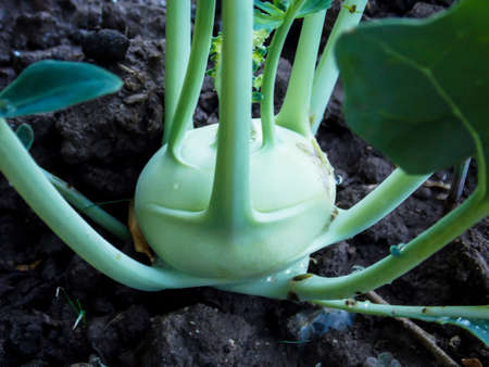 Green Kohlrabi Plant Growing Close-upの写真素材