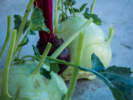 Healthy Beet Kohlrabi Closeup Macroの写真素材