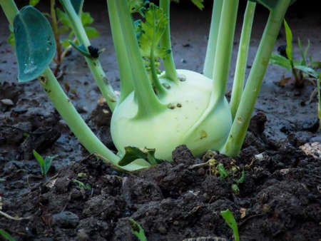 Green Kohlrabi Plant Growing Close-upの写真素材