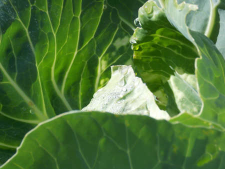 Fresh Healthy Green Cabbage Close-upの写真素材