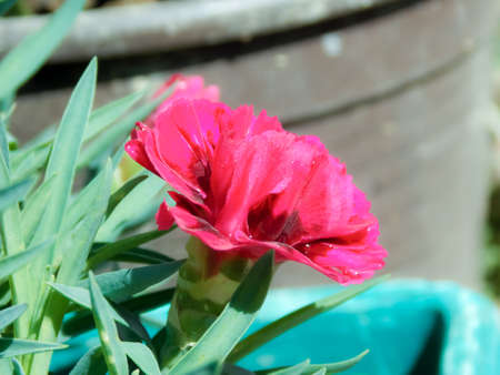Pink Clove Flower Closeup Macroの写真素材