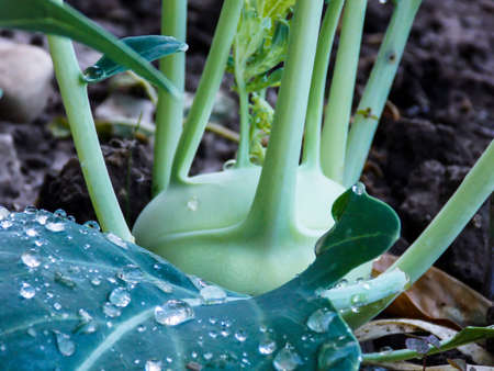 Green Kohlrabi Plant Growing Close-upの写真素材