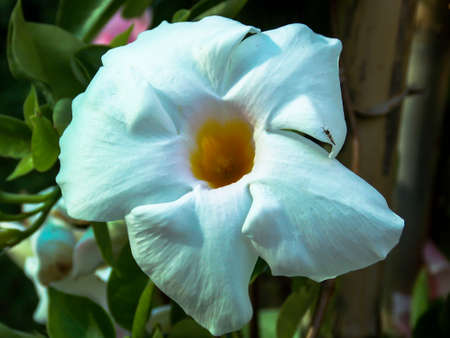 White Brazilian Jasmine Mandevilla sanderi Closeupの写真素材