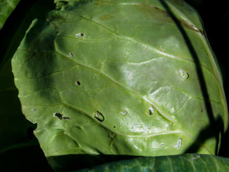 Fresh Healthy Green Cabbage Close-upの写真素材