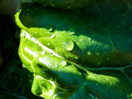 Healthy Green Swiss Chard Closeupの写真素材
