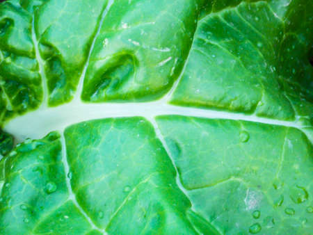 Healthy Green Swiss Chard Closeupの写真素材