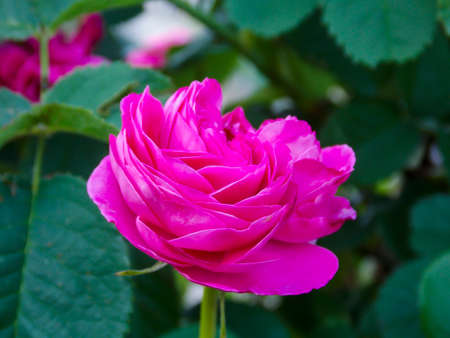 Beautiful Magenta English Rose Close-upの写真素材
