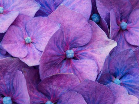 Violet Blue Hydrangea Close-up Backgroundの写真素材