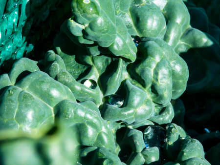 Background Sweet Green Kale Close-upの写真素材