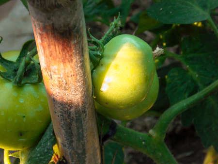 Healthy Green Tomatoes Closeup Macroの写真素材