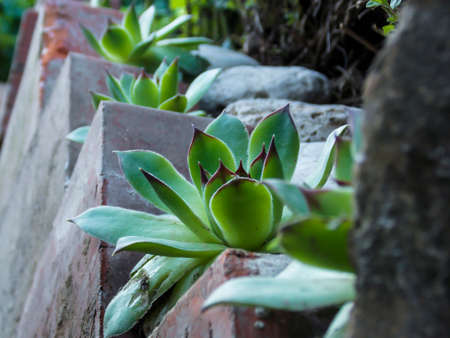 sempervivum tectorum Common houseleek Close-upの写真素材