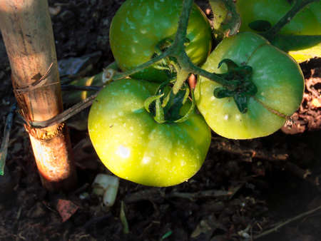 Healthy Green Tomatoes Closeup Macroの写真素材