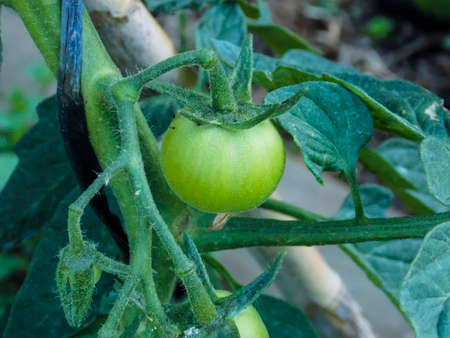Healthy Green Tomatoes Closeup Macroの写真素材