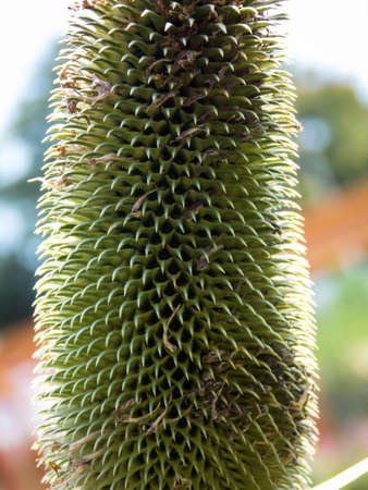 Indian Teasel background close up