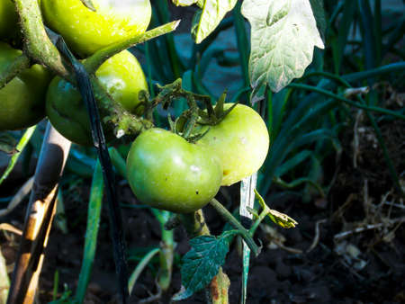 Healthy Green Tomatoes Closeup Macroの写真素材
