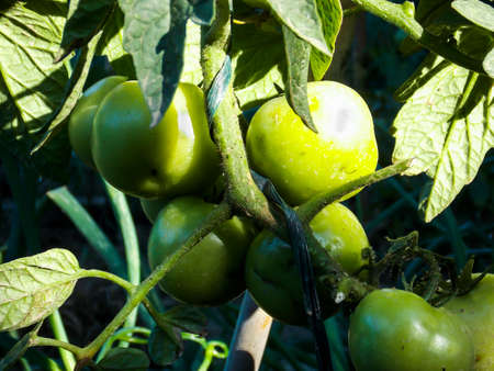 Healthy Green Tomatoes Closeup Macroの写真素材