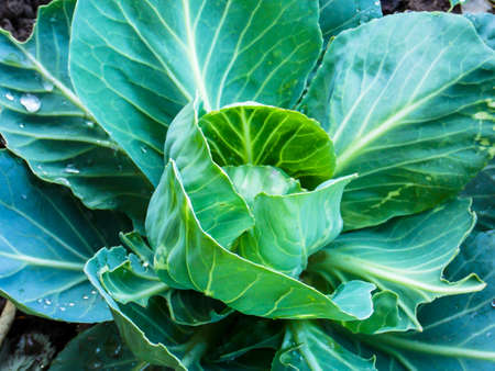 Fresh Healthy Green Cabbage Close-upの写真素材