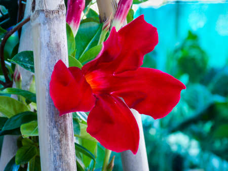 Red Brazilian Jasmine Mandevilla sanderi Closeupの写真素材