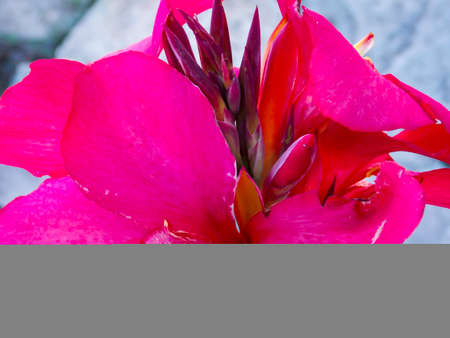 Red Canna Lily Closeup Macroの写真素材