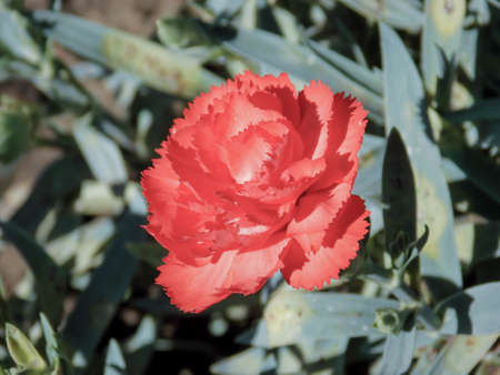Pink Clove Flower Closeup Macroの写真素材