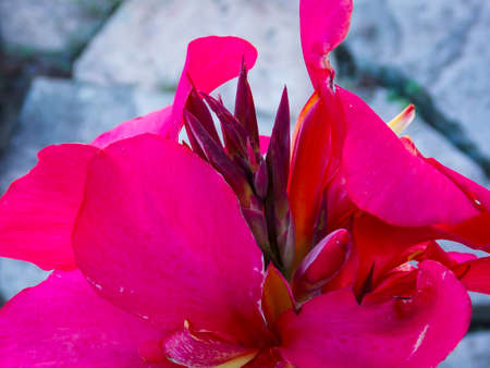 Red Canna Lily Closeup Macroの写真素材