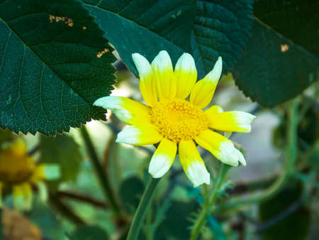 Yellow Daisy Flower Closeup Macroの写真素材