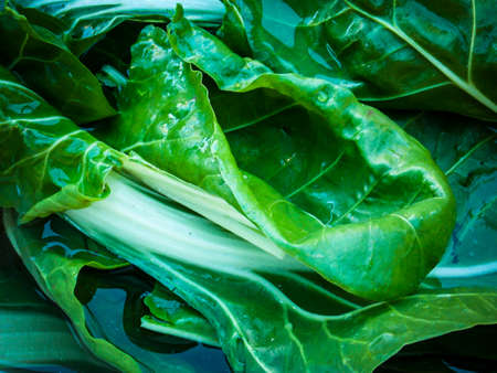 Healthy Green Swiss Chard Closeup