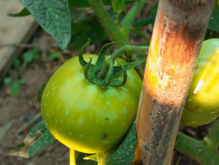 Healthy Green Tomatoes Closeup Macroの写真素材