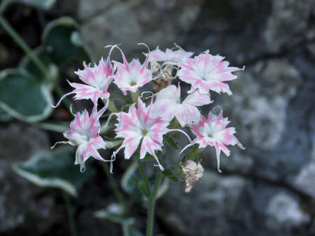 Drummond's phlox flower close upの写真素材