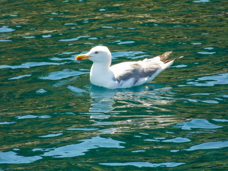 Seagull Swimming Close Up Wallpaperの写真素材