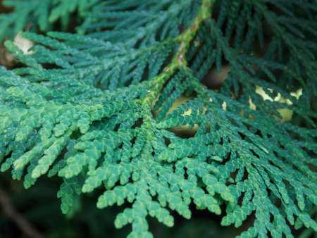 thuja occidentalis close up macroの写真素材
